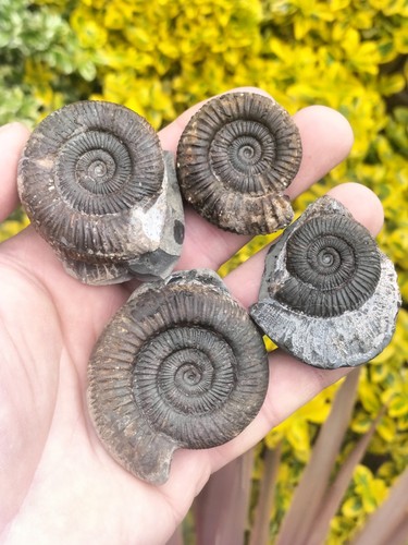 Dactylioceras sp ammonites - dactylioceras,