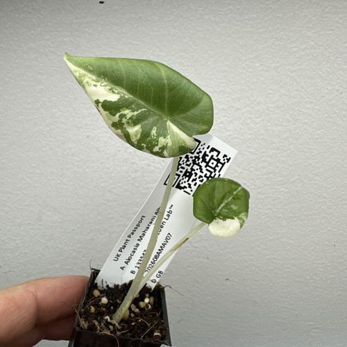 Alocasia maharani variegata - alocasia,