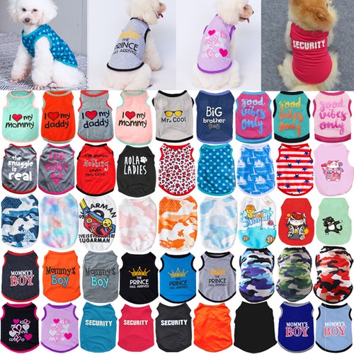 Pet dog cat cute - cat, princess