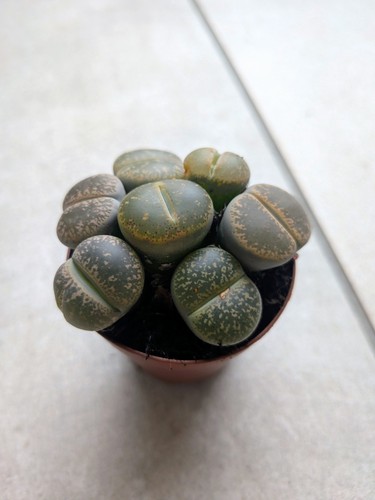 Colourful lithops 7 living - lithops,