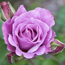 Blue Moon Rose | Hybrid Tea |