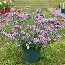 Verbena bonariensis - -,