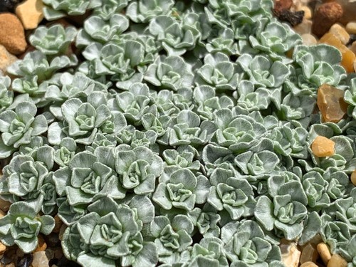 Raoulia hookeri dwarf small - dwarf,