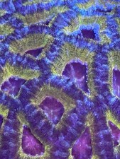 live coral 24K Gold Ring Lord