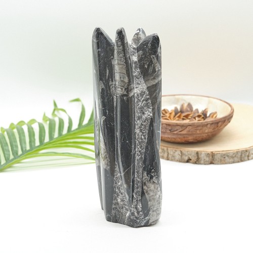 Large orthoceras fossil - large,