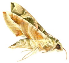 LEPIDOPTERA, SPHINGIDAE