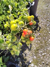 Tomato F1 Tumbler approx, 10