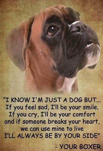 Funny boxer dog fridgerator - funny,