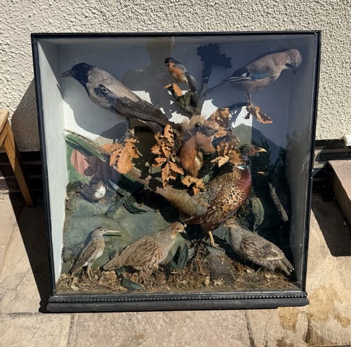 Vintage taxidermy cased - vintage,