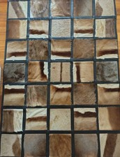 South African Springbok Animal