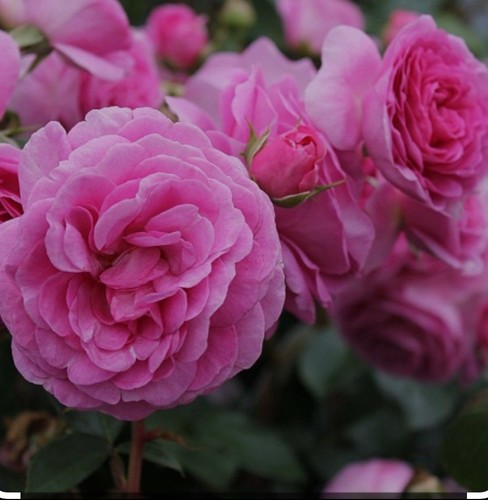 Strong fragrant ozeana - strong, fragrant-ozeana