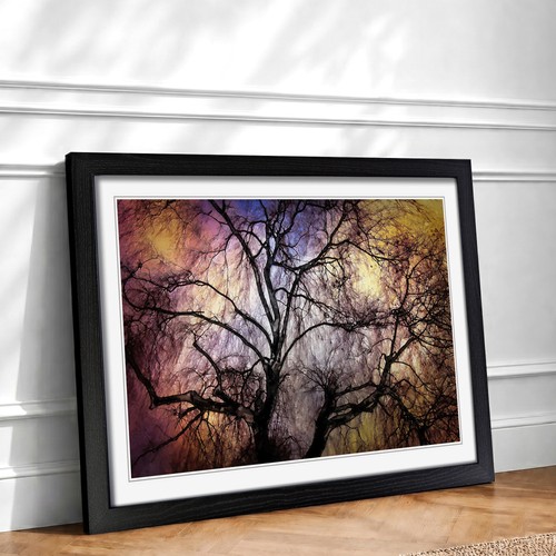 Weeping willow tree - tree, in