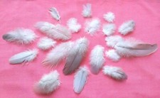 Natural feathers x 50 wild