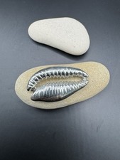Cowrie Shell - 925 - Size -