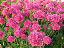 30 ARMERIA SEA PINK SEEDS ALPINE ROCK GARDEN PLANT