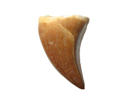 Cretaceous mosasaur reptile