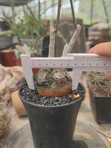 Rare live house plant adenia - rare,