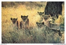 ATAP15-1038-ANIMAUX - Wildlife