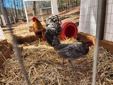 GT FARM|| Dozen Fertilized