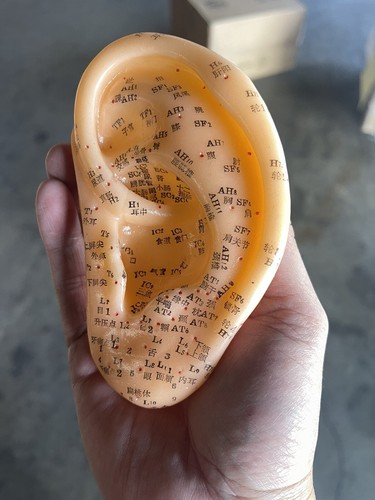 Acupuncture model ear - model, (small)