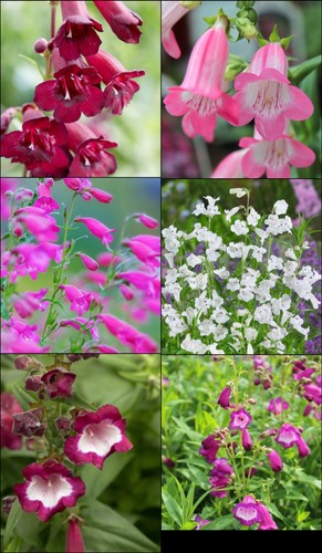 Penstemon mix collection 3 - penstemon,
