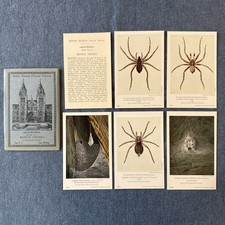 British Spiders Vintage