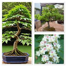 Conker tree Horse Chestnut