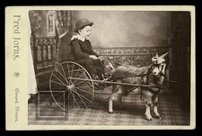 🐐 Great Cabinet Card Little