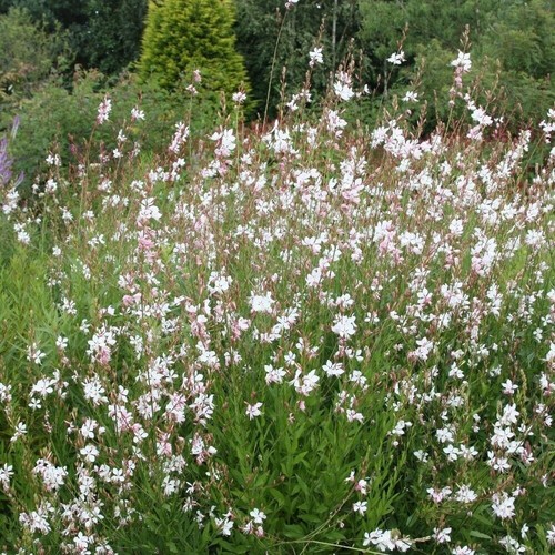 Whirling butterflies gaura - whirling,