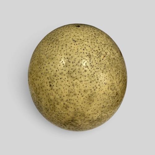 Vintage authentic ostrich egg - ostrich,
