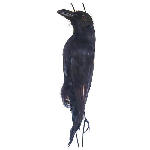 Realistic hanging dead crow - dead,