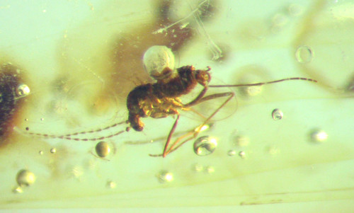 Cretaceous amber fossil - cretaceous,