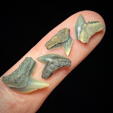 Natural Tiger Shark Teeth