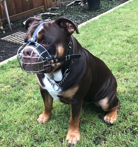 Strong dog muzzle metal wire - strong,