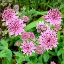 Astrantia major 'Lola' - 1 x 1