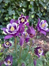 Aquilegia White/Purple 1000 seeds