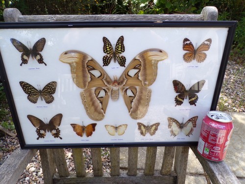 Vintage framed large butterfly - vintage,