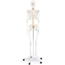 Anatomical Skeleton with