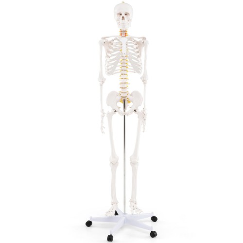 Anatomical skeleton with - anatomical,
