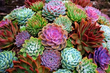 50 x Echeveria Mixed Varieties