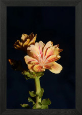 Lewisia flowering close up