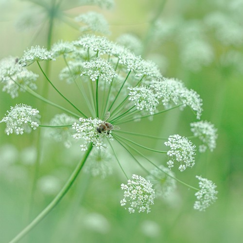 Ammi majus bishops - bishops, wild