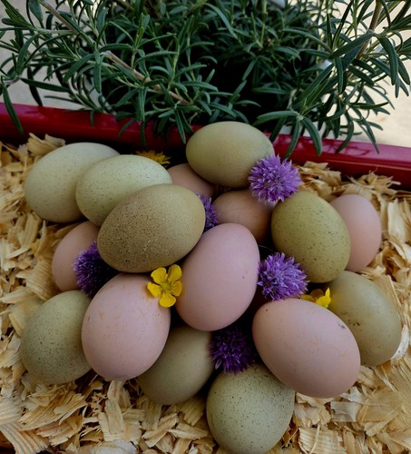 Gorgeous pink olive moss - pink, &