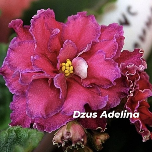 African violet saintpaulia - violet,