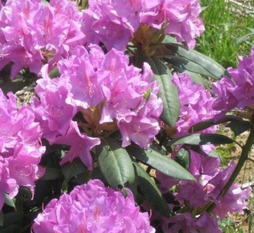 Sale large rhododendron - -,