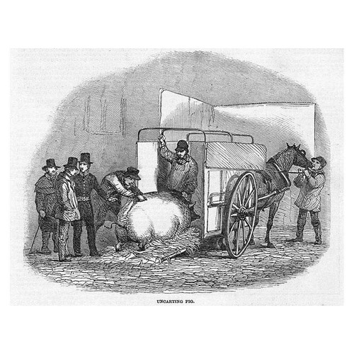 Smithfield cattle club show - smithfield,