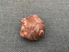 Rare Crinoid Fossil (Sea Lily), Triassic, Timor-Leste, Asia.