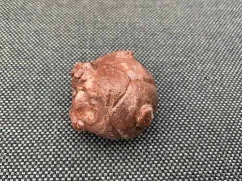 Rare crinoid fossil sea - crinoid,