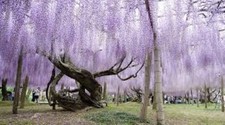 Chinese wisteria tree - chinese,