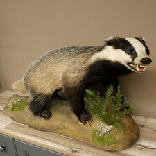 Badger On Decor Podium Open